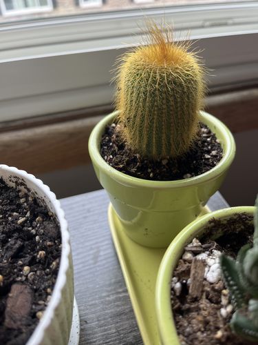 Customer photo review of Golden Ball Cactus | Parodia leninghausii