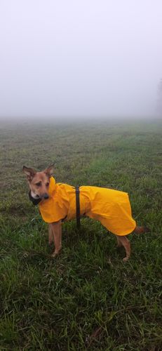 Customer photo review of Visibility Raincoat Lite Yellow for Dogs