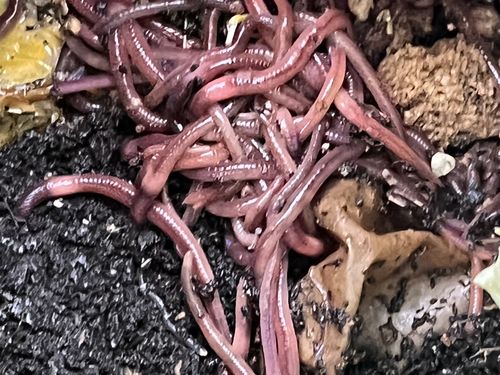 Customer photo review of Sohum Soil Organic Living Soil Just Add Water 1.5 cu ft