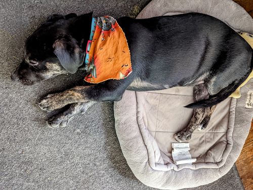 Customer photo review of Explorer