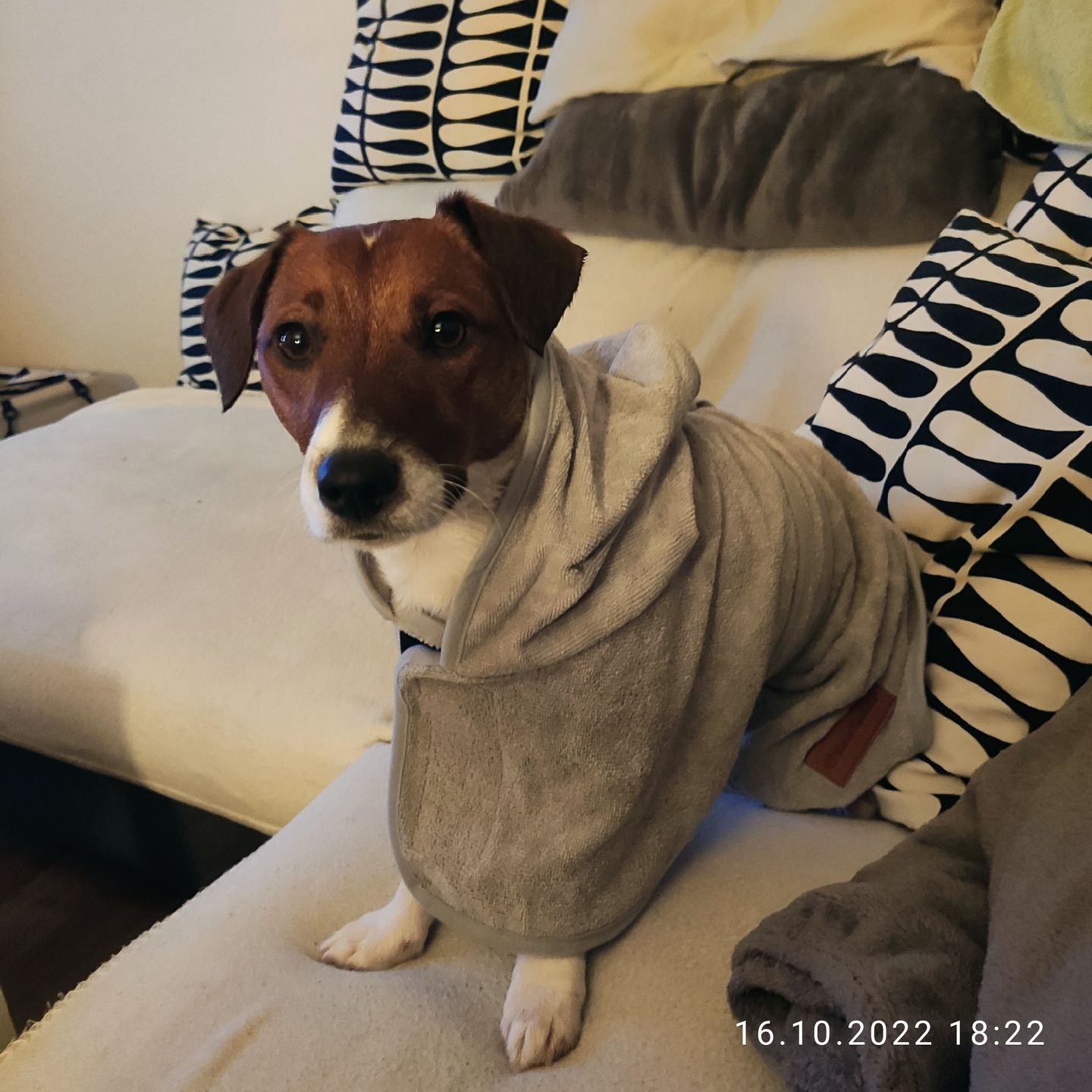 Customer photo review of Premium Hunde Bademantel