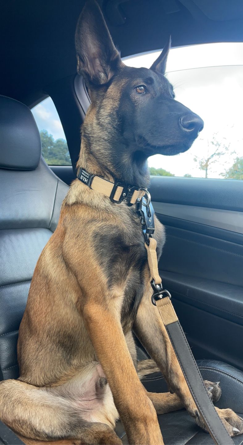 Customer photo review of 4cm Combat® Collar | With Handle & Rated Clip - Military Tan v2.0