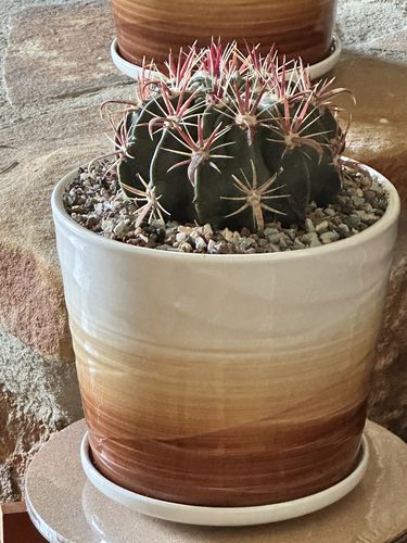 Customer photo review of Devils Tongue Barrel Cactus | 8 inch | Ferocactus Latispinus