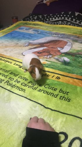 Customer photo review of Pokepet