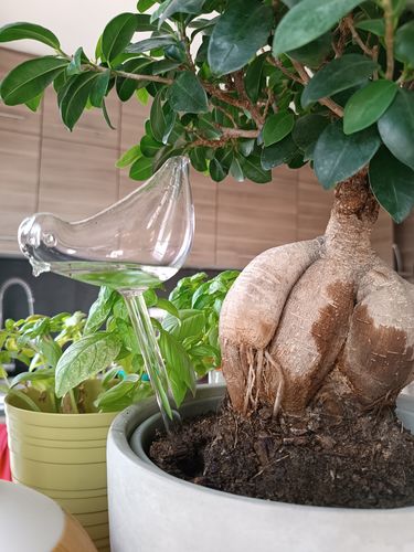 Customer photo review of Mon petit oiseau