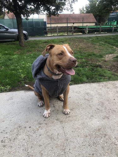 Customer photo review of Teddy Sherpa Jacket - Grey