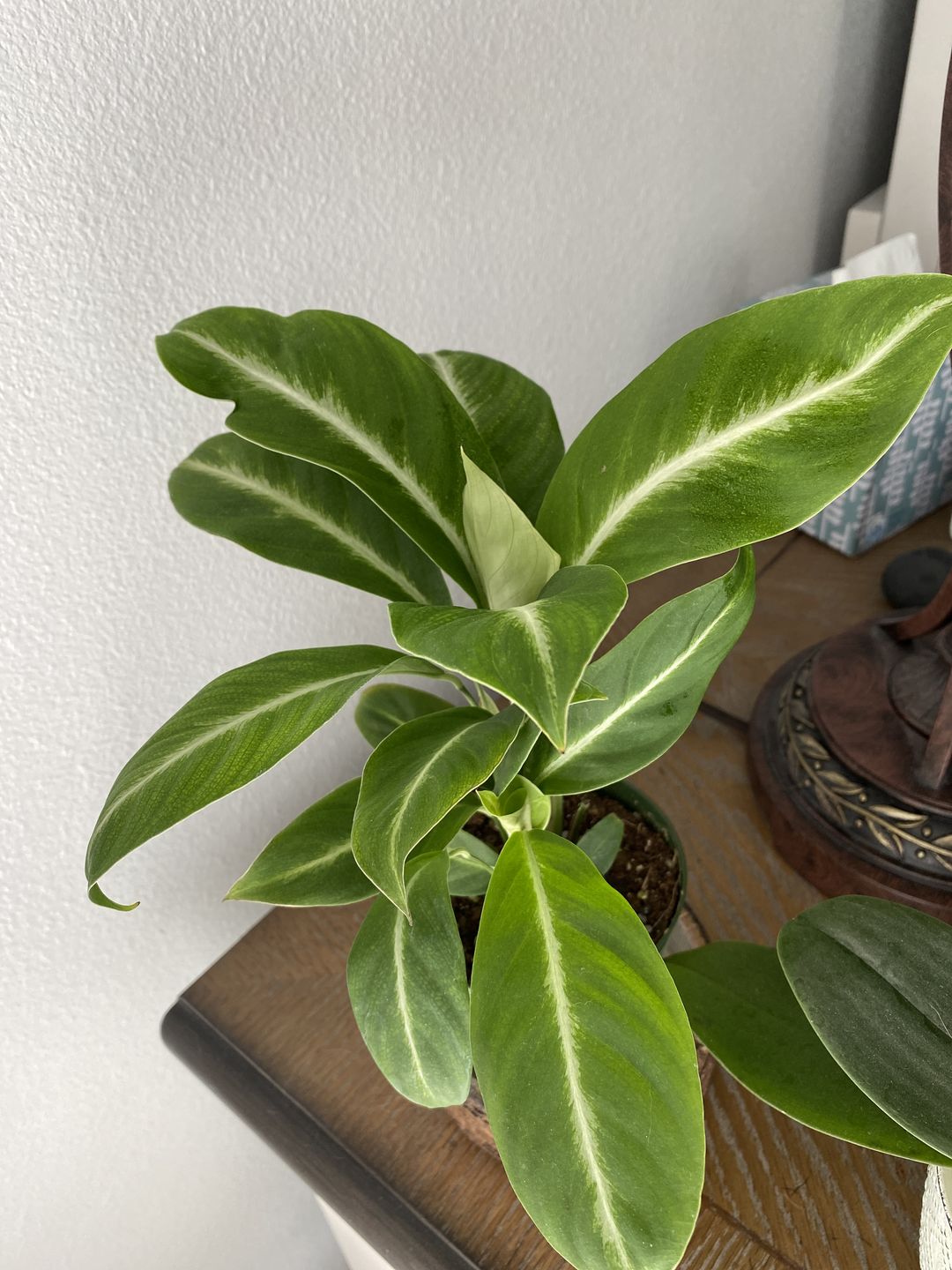 Customer photo review of 4" Spathiphyllum 'Silver Streak'