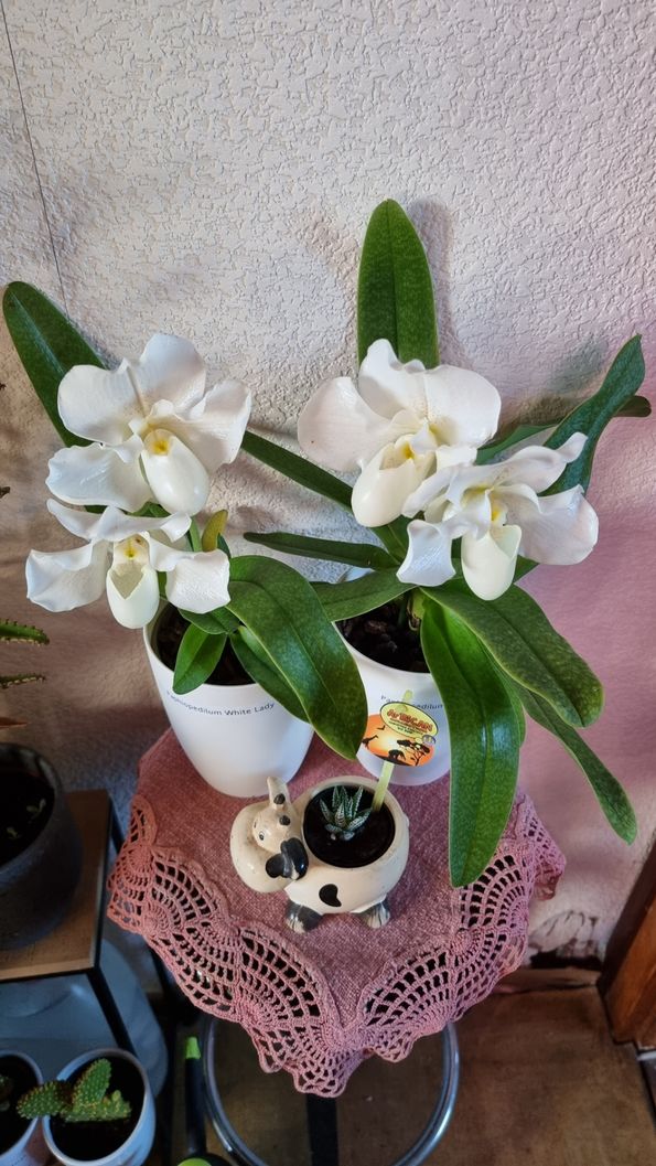 Customer photo review of Frauenschuh Orchidee White Lady
