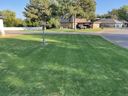 Customer photo review of GCI Turf Blue Heat Grass Seed