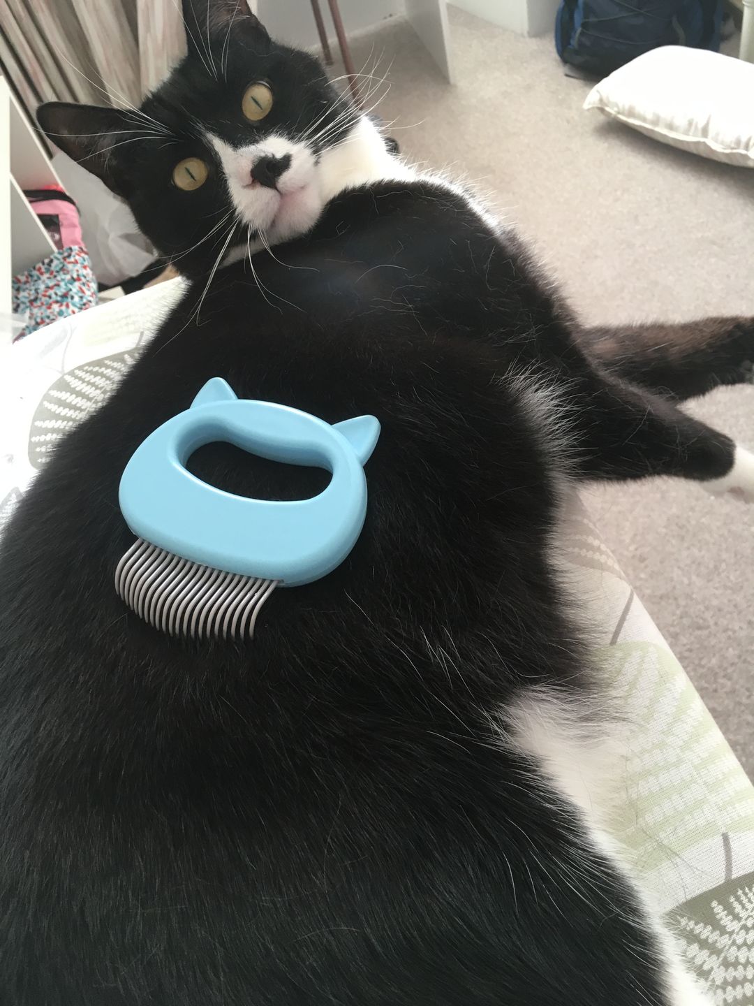 Customer photo review of Cat Hair Removal Massaging Shell Comb