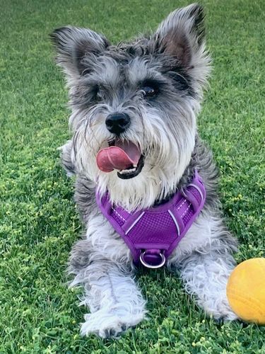 Customer photo review of Create A Custom Dog Pillow