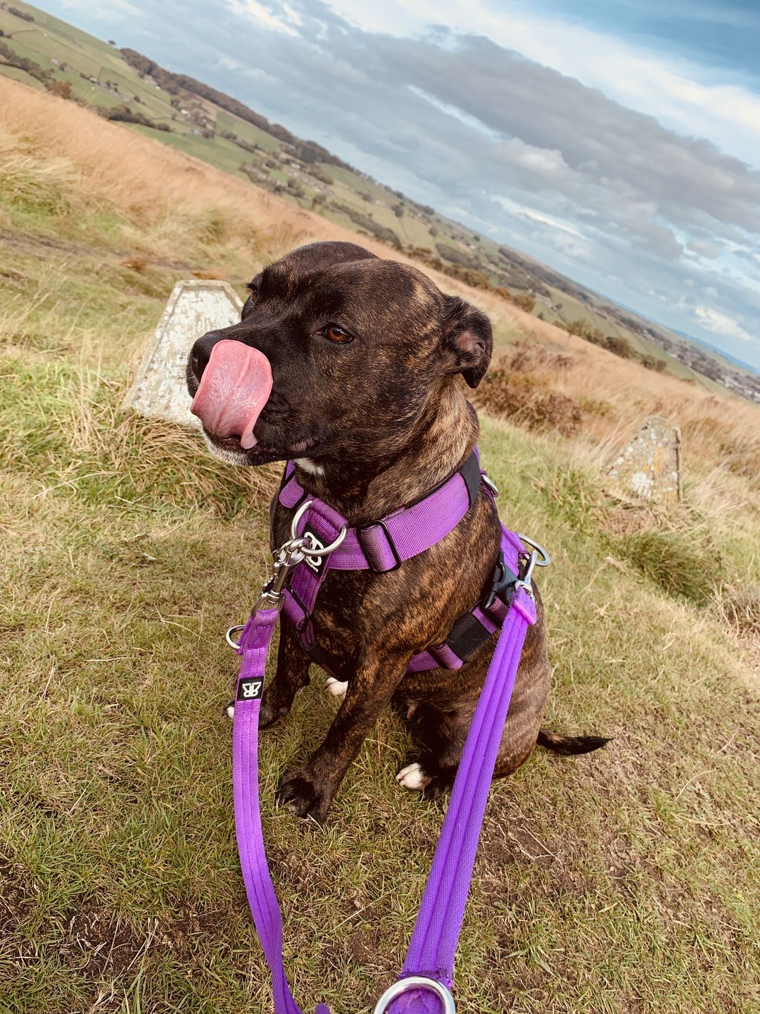 Customer photo review of Double Ended Training Lead | All Breeds - Durable & Soft 2m Lead - Purple