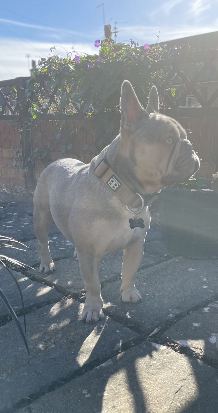 Customer photo review of 5cm Combat® Collar | Rated Clip - NO HANDLE - Military Tan v2.0