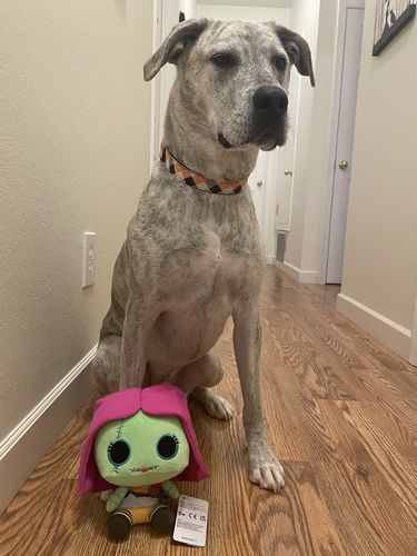 Customer photo review of Halloween plaid dog collar bow tie