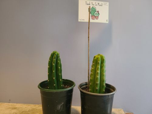 Customer photo review of Imperfect San Pedro Cactus Cuttings | Echinopsis pachanoi Cuttings