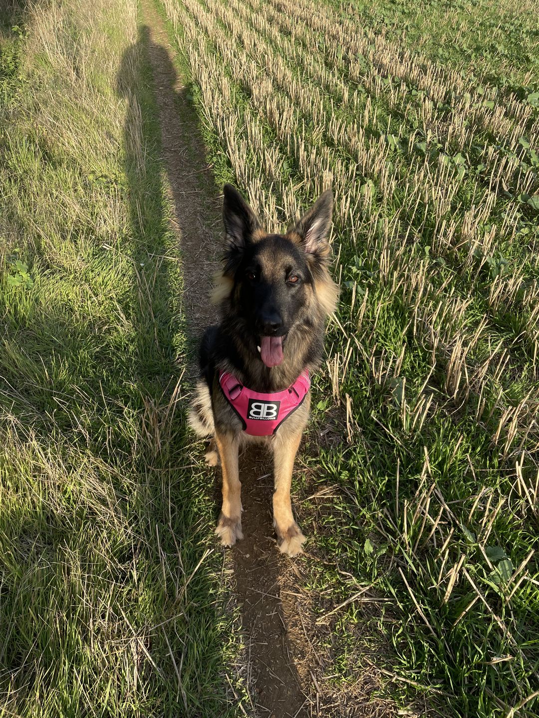 Customer photo review of Premium Comfort Harness | Non Restrictive & Adjustable - Magenta