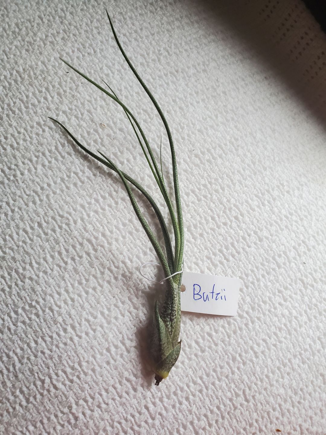 Customer photo review of Butzii