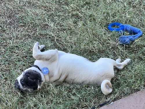 Customer photo review of Fetch