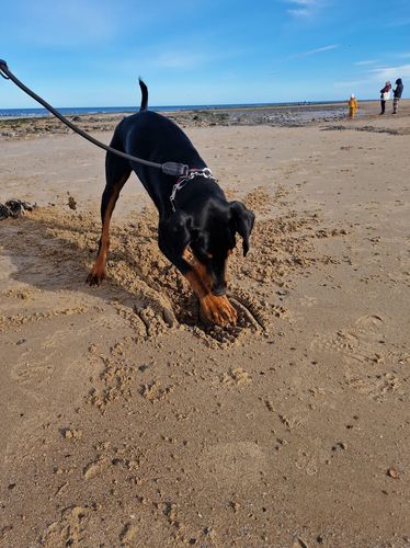 Customer photo review of Ragnar Training Leash