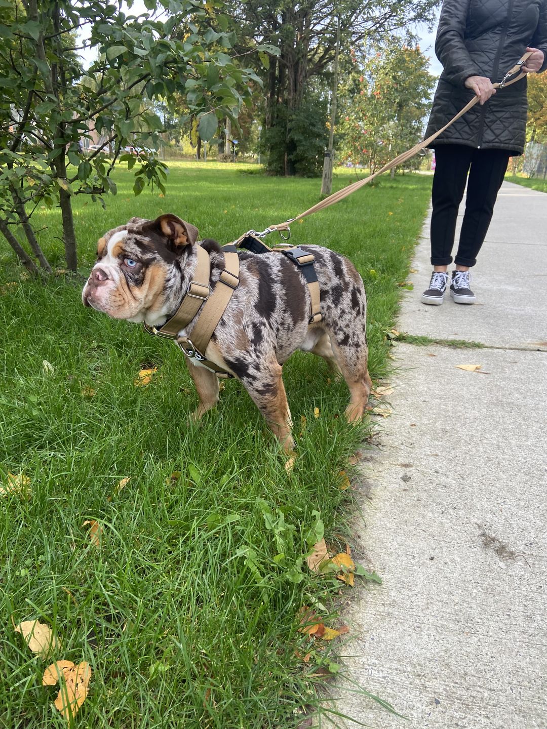 Customer photo review of Double Ended Training Lead | All Breeds - Durable & Soft 2m Lead - Military Tan