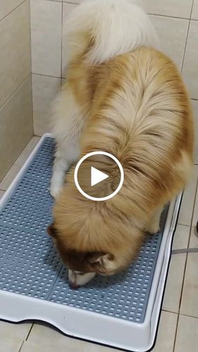 Customer video review of Weasy Cão