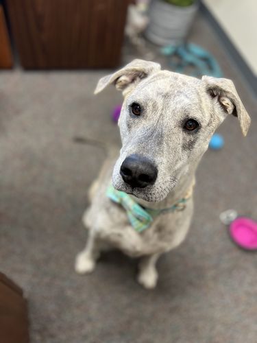 Customer photo review of Easter plaid dog collar bow tie/ boy tartan dog collar