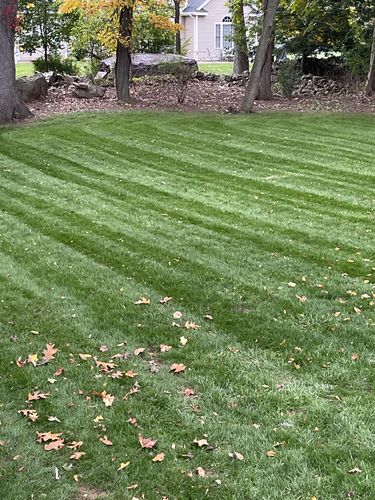 Customer photo review of GCI Turf Type Tall fescue Grass Seed