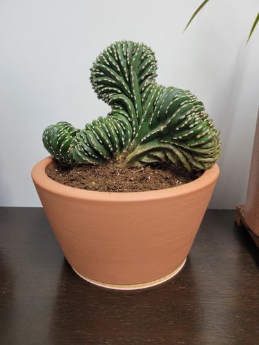 Customer photo review of Crested Mexican Fence Post | Stenocereus Marginatus Cristata