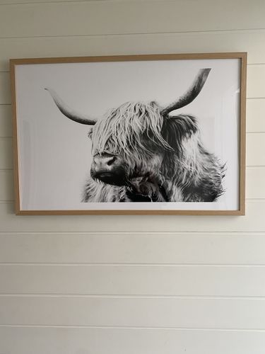 Customer photo review of Highland Cow B&W Close-up