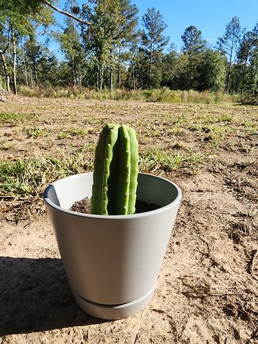 Customer photo review of San Pedro Cactus | Echinopsis pachanoi