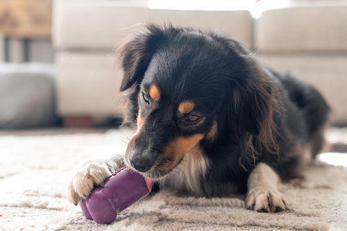 Customer photo review of Freezbone