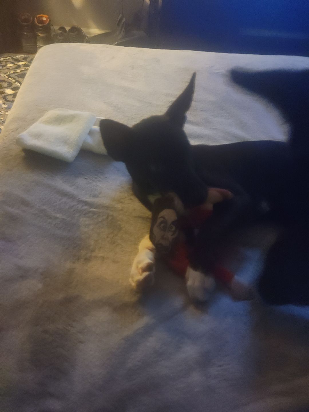 Customer photo review of Joe Biden Kamala Harris & Nancy Pelosi Starter Pack Tough Plush Dog Chew Toys with Squeakers - Official Republican Dogs
