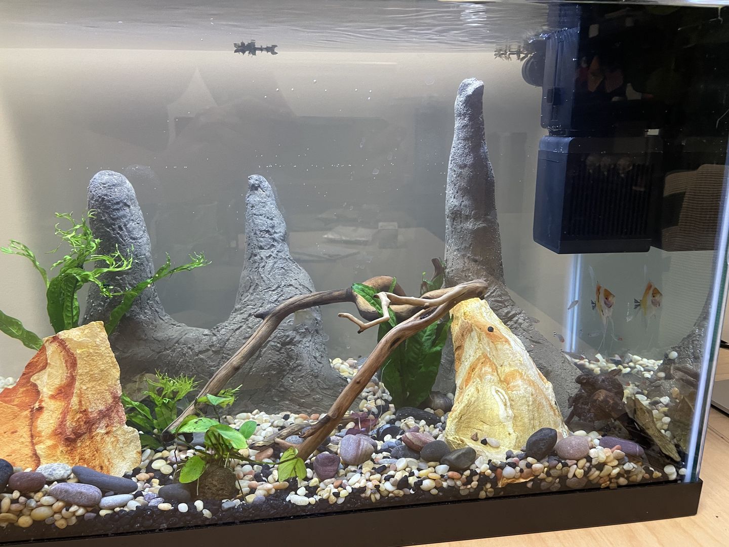 Customer photo review of Shark PRO