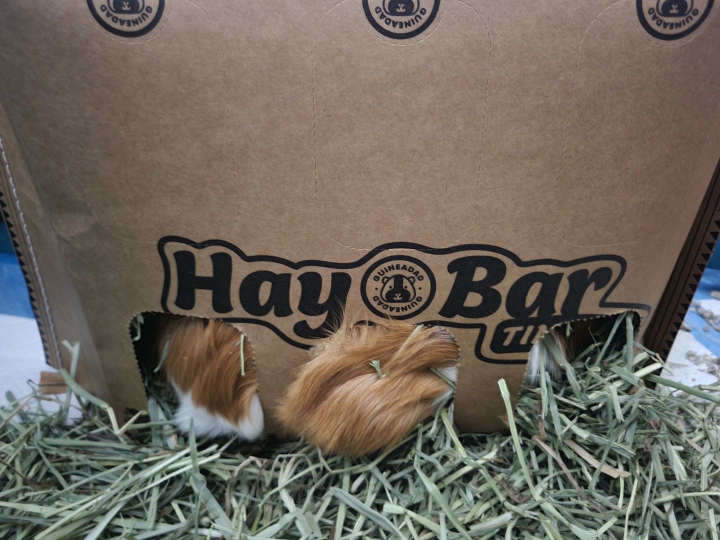 Customer photo review of GuineaDad Hay Bar (5 Pack) - Orchard - Micro-Filtered Guinea Pig Hay