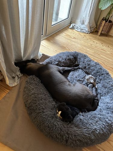 Customer photo review of Puppery Hundebett Wolke 7 - Das Original