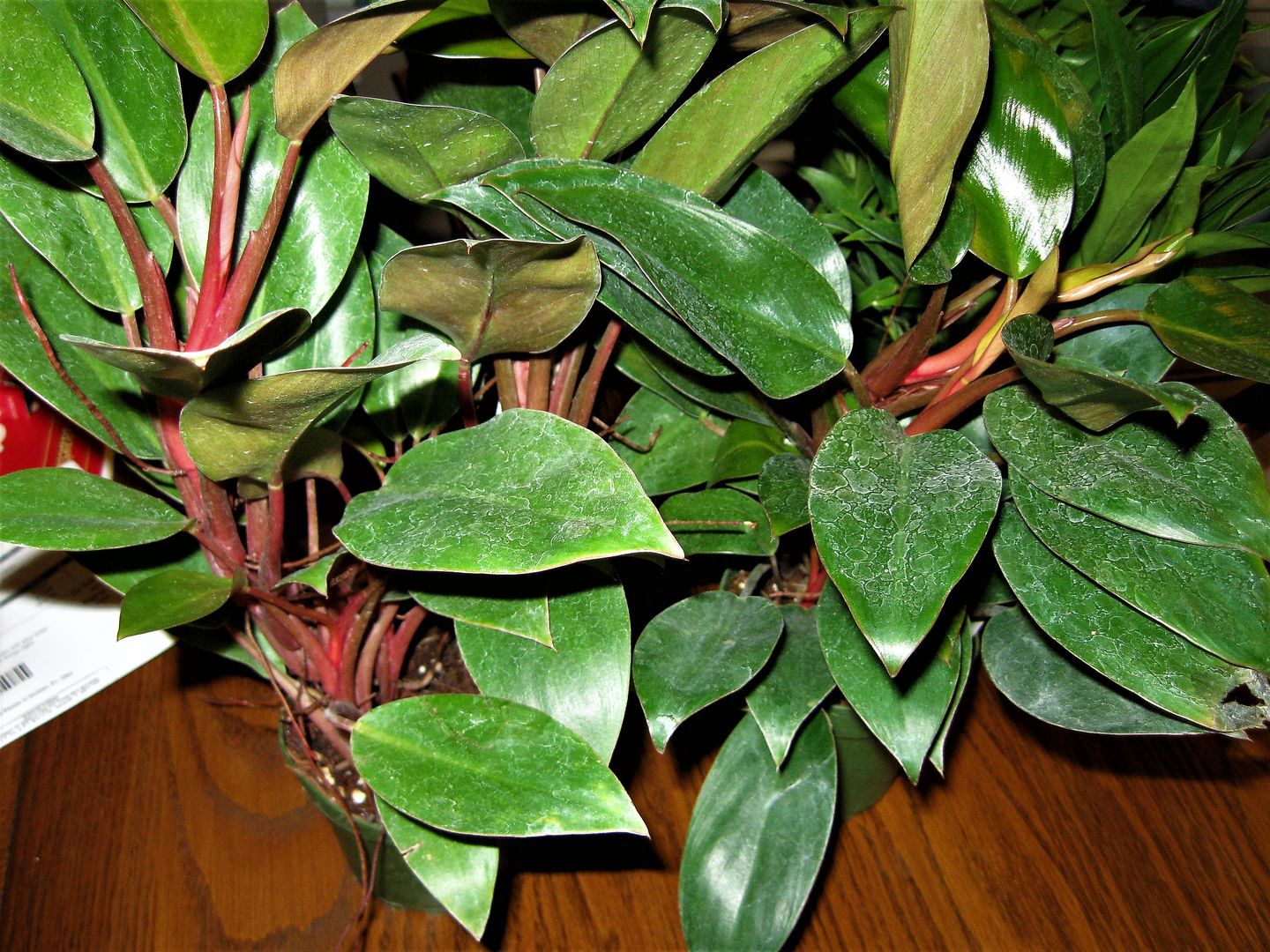 Customer photo review of 4" Philodendron 'Red Congo Mini'