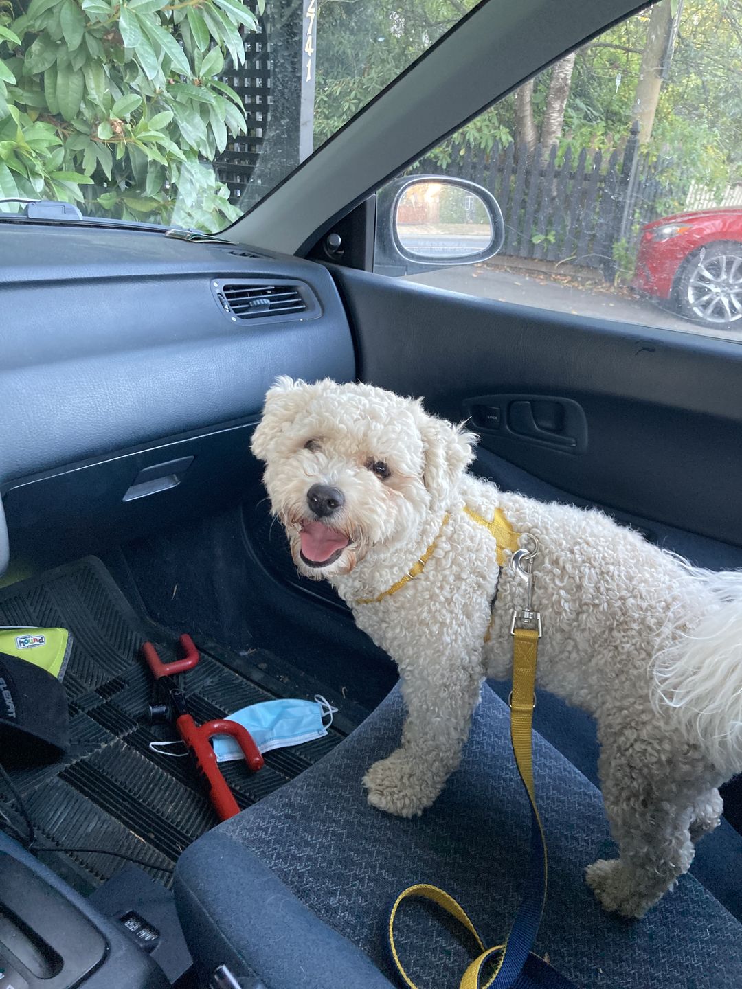 Customer photo review of Nylon Metropolitan Leash and Collar