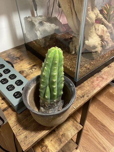 Customer photo review of San Pedro Cactus | Echinopsis pachanoi