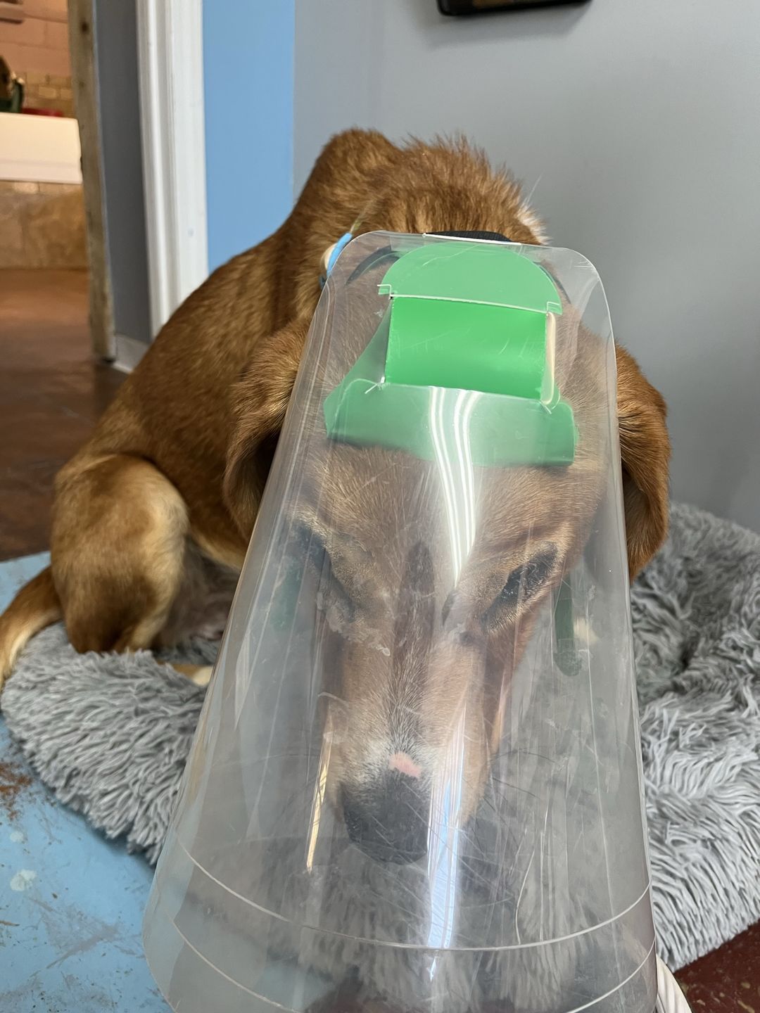 Customer photo review of NovaGuard Recovery Collar