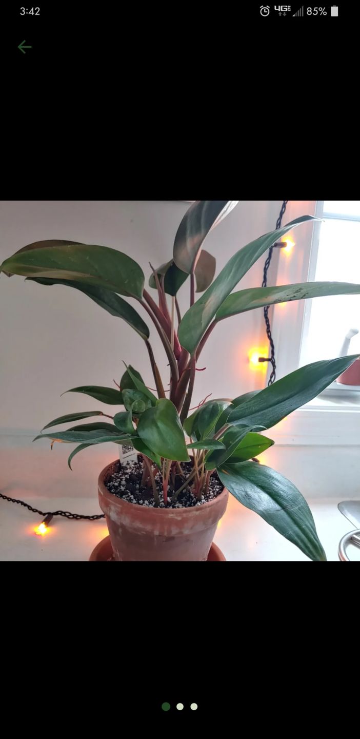 Customer photo review of 4" Philodendron 'Red Congo Mini'