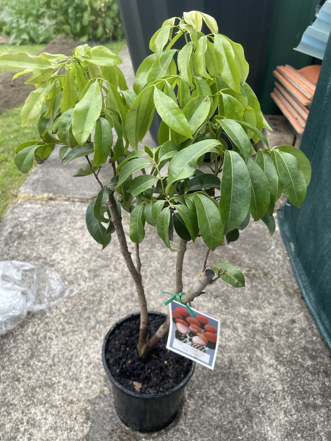 Customer photo review of Dwarf Lychee - Wai Chi