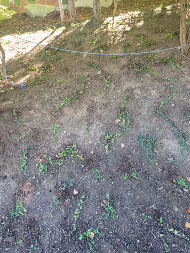 Customer photo review of Vinca Minor Bowles 50 count Flat