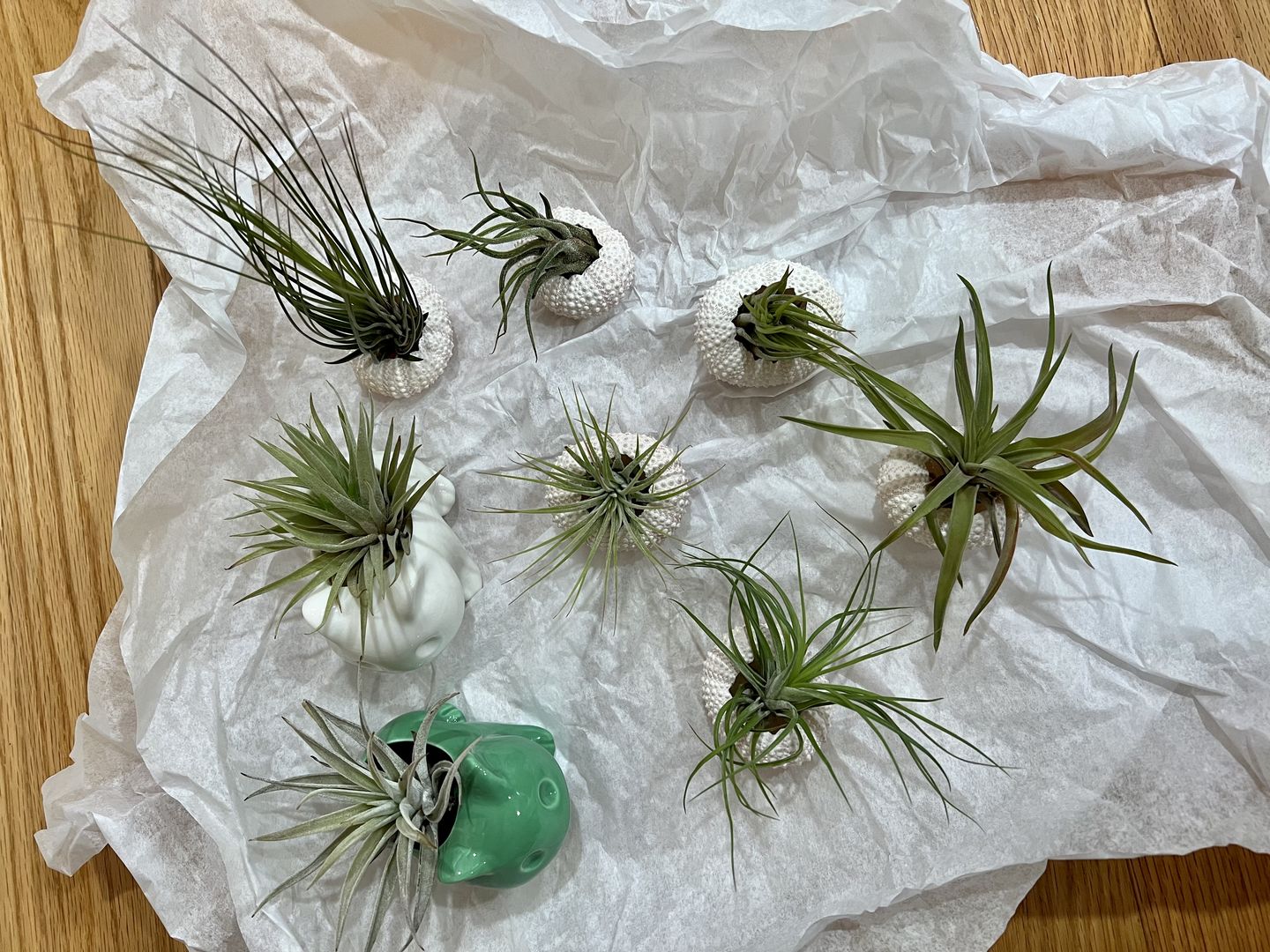 Customer photo review of *6 Pack* Premium Air Plants Mix  *Cannot Be Shipped Internationally*