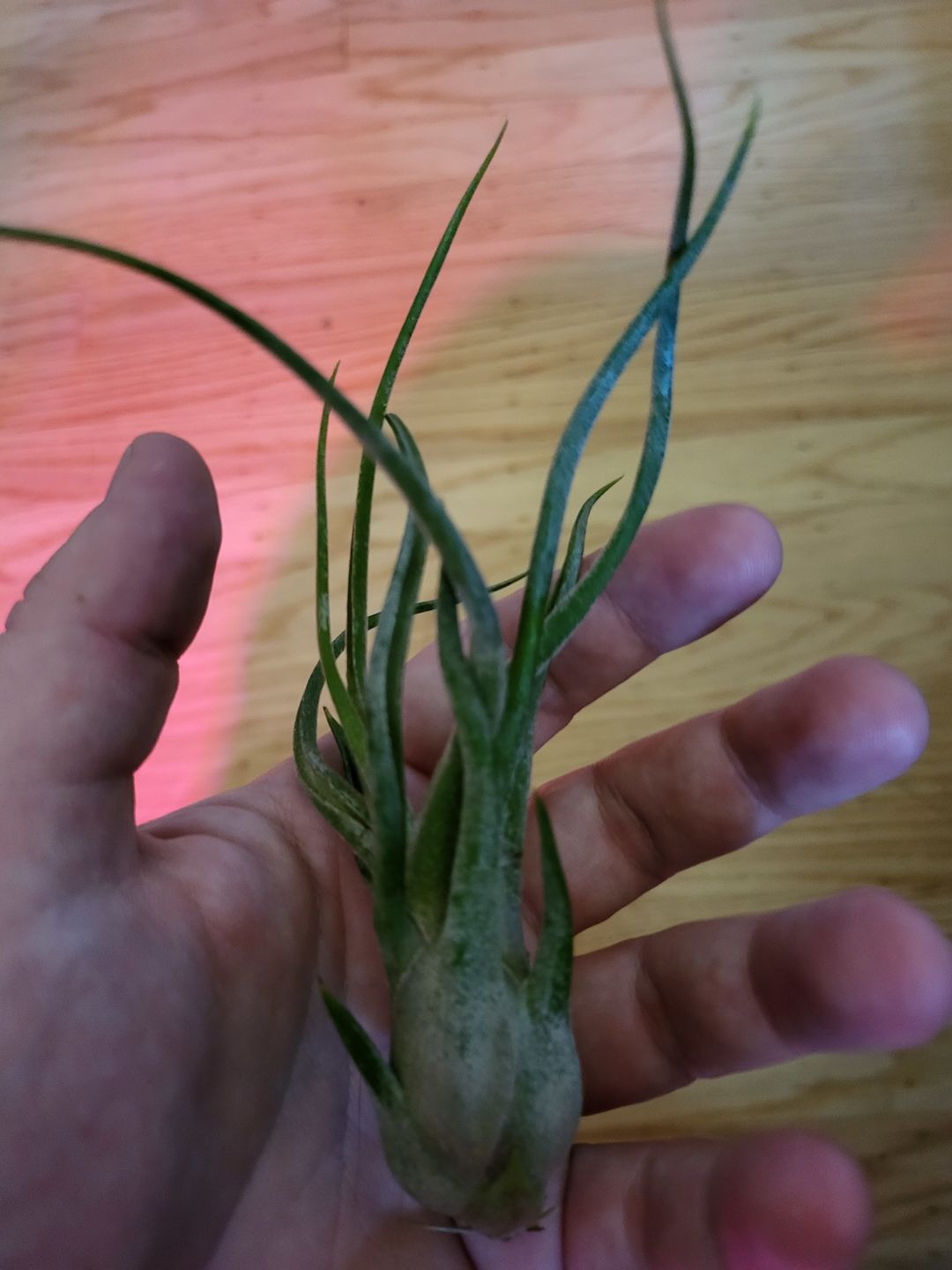 Customer photo review of Caput Medusae  (Beginner Friendly!)