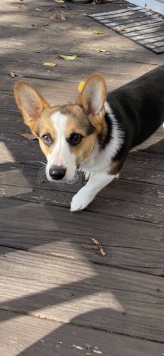 Customer photo review of Super Corgi