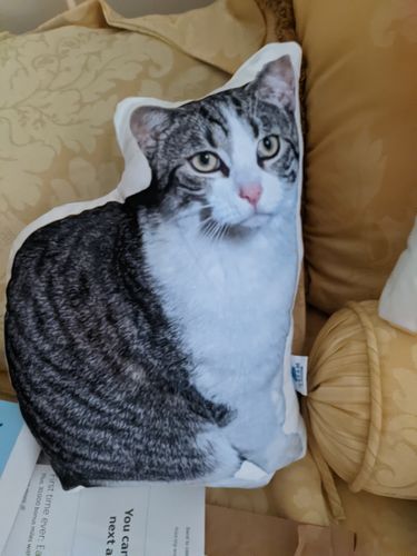 Customer photo review of Create A Custom Cat Pillow