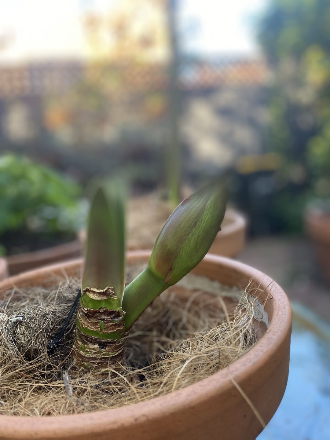 Customer photo review of Hippeastrums