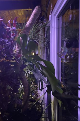 Customer photo of The Original Bendable Moss Pole™ - Best Seller (Pins Included) from Tanya H.