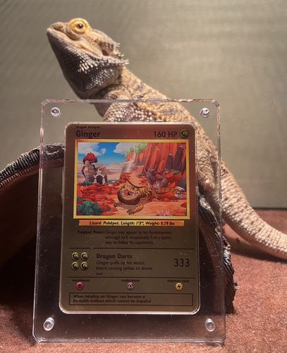 Customer photo review of Pokepet