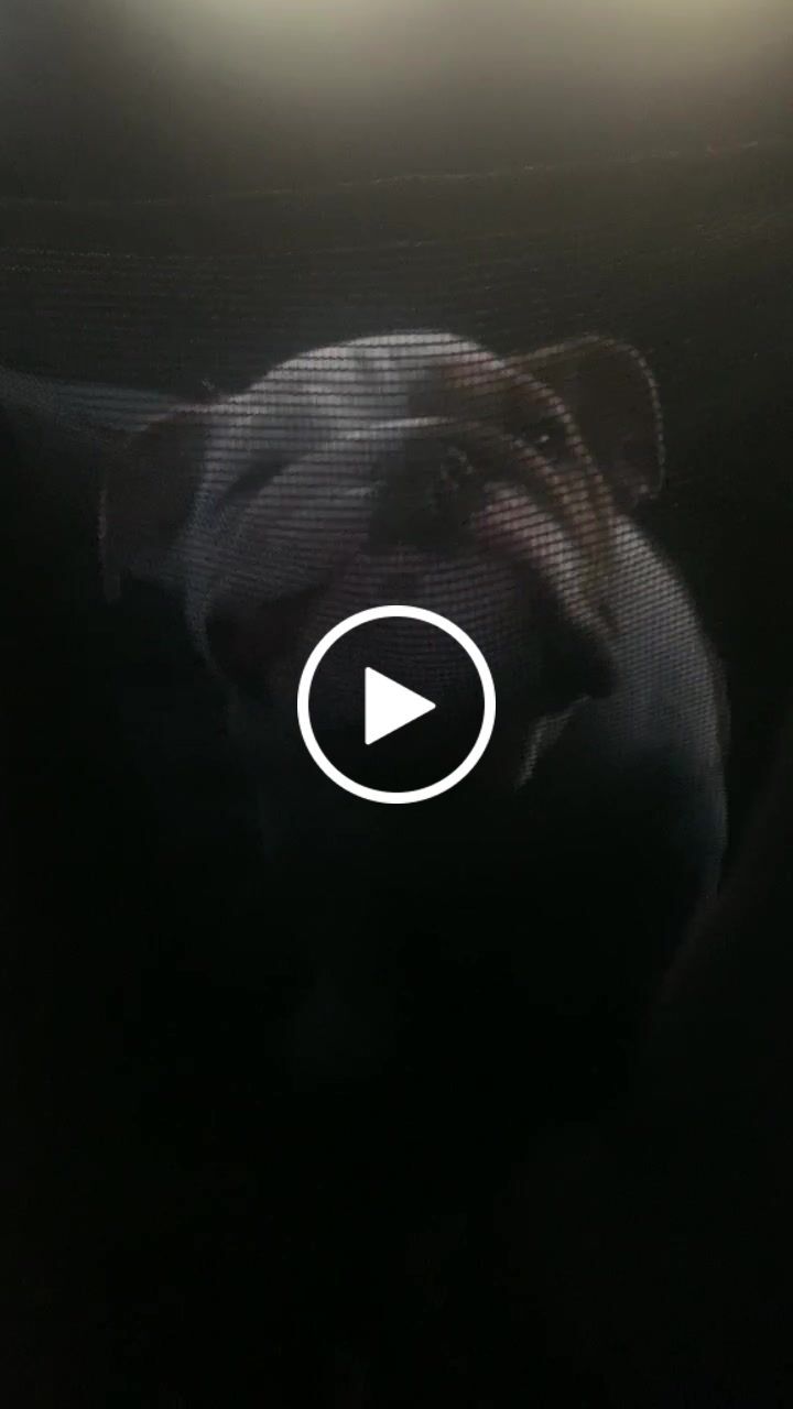 Customer video review of Pawz Back Seat Cover